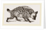 Spotted Hyena by Anonymous