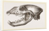 Skull of Spotted Hyena by Anonymous