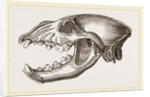 Skull of Spotted Hyena by Anonymous
