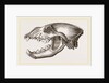 Skull of Spotted Hyena by Anonymous