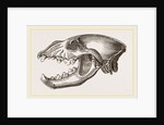 Skull of Spotted Hyena by Anonymous