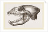 Skull of Spotted Hyena by Anonymous