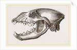Skull of Spotted Hyena by Anonymous