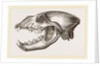 Skull of Spotted Hyena by Anonymous