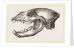 Skull of Spotted Hyena by Anonymous