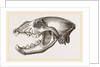 Skull of Spotted Hyena by Anonymous