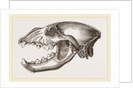 Skull of Spotted Hyena by Anonymous