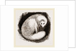 Arctic Fox by Anonymous