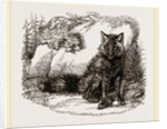 American Red Fox by Anonymous