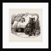 American Red Fox by Anonymous
