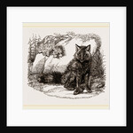 American Red Fox by Anonymous