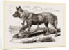 Cape Hunting-Dug by Anonymous