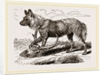 Cape Hunting-Dug by Anonymous