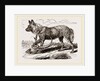 Cape Hunting-Dug by Anonymous