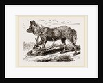Cape Hunting-Dug by Anonymous