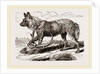 Cape Hunting-Dug by Anonymous