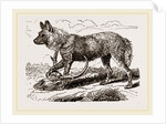 Cape Hunting-Dug by Anonymous