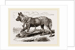 Cape Hunting-Dug by Anonymous