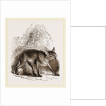 Egyptian Fox by Anonymous