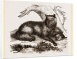 Dusky or Clouded Wolf by Anonymous