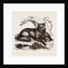 Dusky or Clouded Wolf by Anonymous