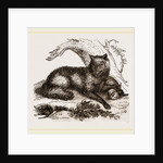 Dusky or Clouded Wolf by Anonymous