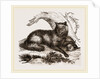 Dusky or Clouded Wolf by Anonymous