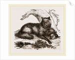 Dusky or Clouded Wolf by Anonymous