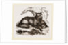 Dusky or Clouded Wolf by Anonymous