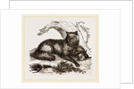 Dusky or Clouded Wolf by Anonymous