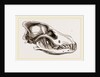 Skull of European Wolf by Anonymous
