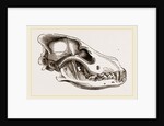 Skull of European Wolf by Anonymous
