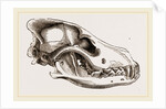 Skull of European Wolf by Anonymous