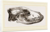 Skull of Jackal by Anonymous