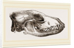 Skull of Jackal by Anonymous