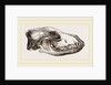 Skull of Jackal by Anonymous