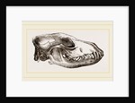 Skull of Jackal by Anonymous