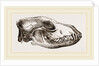 Skull of Jackal by Anonymous