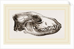 Skull of Jackal by Anonymous