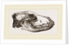 Skull of Jackal by Anonymous