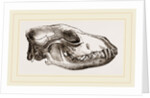 Skull of Jackal by Anonymous