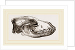 Skull of Jackal by Anonymous