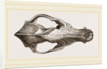 Skull of Jackal by Anonymous