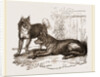 Mixed breed of Dog and Wolf by Anonymous