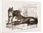 Mixed breed of Dog and Wolf by Anonymous