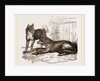 Mixed breed of Dog and Wolf by Anonymous