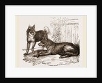 Mixed breed of Dog and Wolf by Anonymous