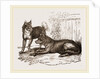 Mixed breed of Dog and Wolf by Anonymous