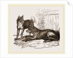 Mixed breed of Dog and Wolf by Anonymous