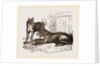 Mixed breed of Dog and Wolf by Anonymous